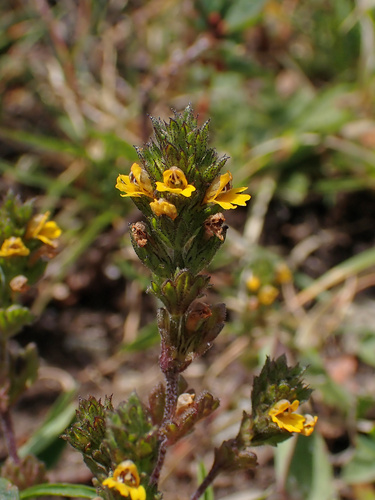 Euphrasia minima (Euphrasia minima)
