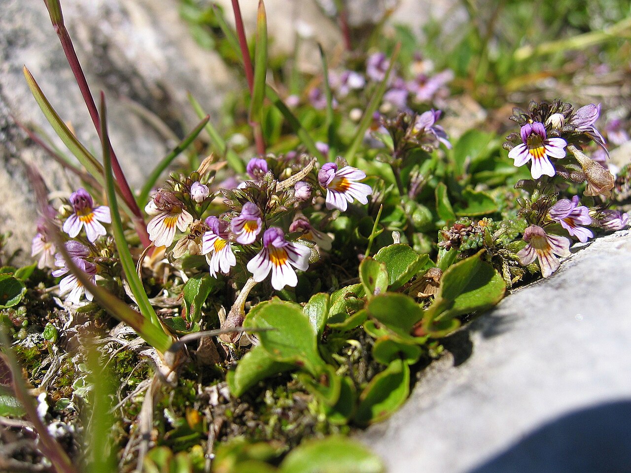 Euphrasia minima: Euphrasia minima , Near Frauenwand, Tyrol, Austria