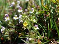 Euphrasia minima (Euphrasia minima)