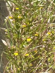 Euphrasia minima (Euphrasia minima)