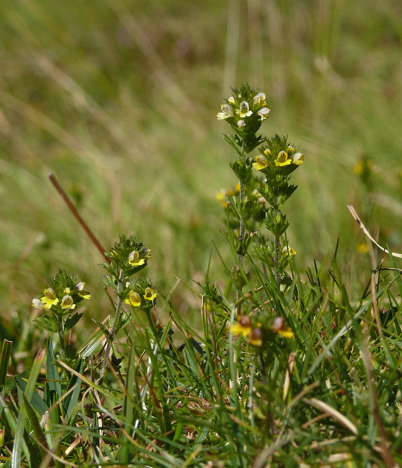 Euphrasia minima: Euphrasia minima , Zillertaler Alpen, Italien