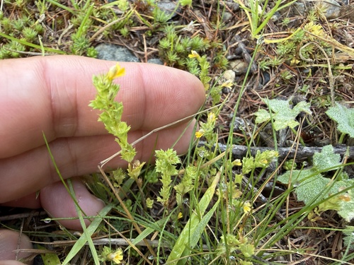 Euphrasia minima (Euphrasia minima)