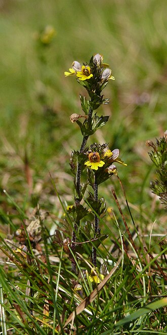 Euphrasia minima: Euphrasia minima , Zillertaler Alpen, Italien
