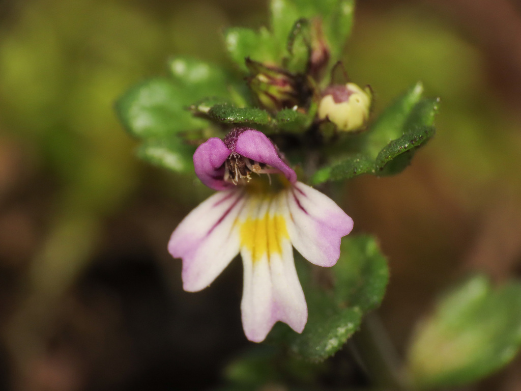 Euphrasia minima (Euphrasia minima)