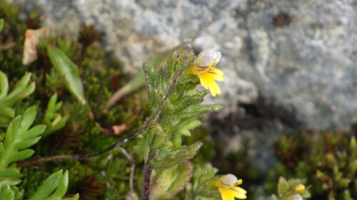 Euphrasia minima (Euphrasia minima)