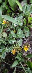 Euphrasia minima (Euphrasia minima)