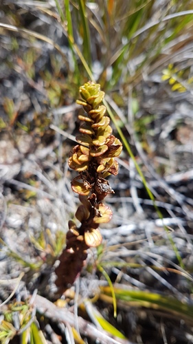 Euphrasia monroi (Euphrasia monroi)