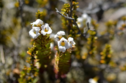 Euphrasia monroi (Euphrasia monroi)
