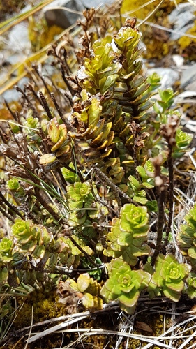 Euphrasia monroi (Euphrasia monroi)