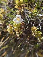 Euphrasia monroi (Euphrasia monroi)