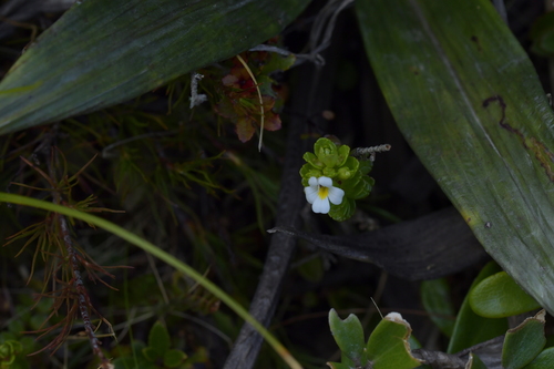 Euphrasia monroi (Euphrasia monroi)