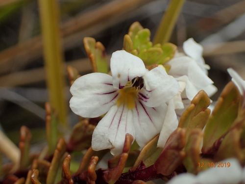 Euphrasia monroi (Euphrasia monroi)
