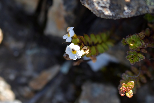 Euphrasia monroi (Euphrasia monroi)