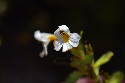 Euphrasia monroi (Euphrasia monroi)