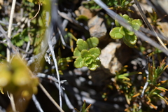 Euphrasia monroi (Euphrasia monroi)