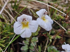 Euphrasia monroi (Euphrasia monroi)