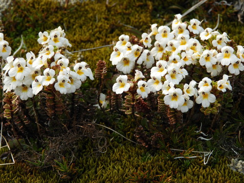 Euphrasia monroi (Euphrasia monroi)