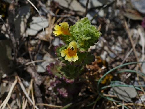 Euphrasia nankotaizanensis (Euphrasia nankotaizanensis)