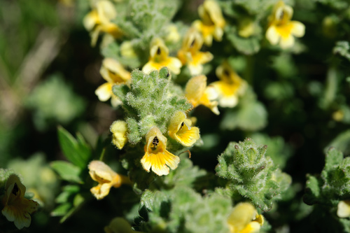 Euphrasia nankotaizanensis (Euphrasia nankotaizanensis)