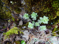 Euphrasia nankotaizanensis (Euphrasia nankotaizanensis)
