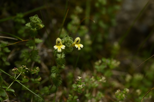 Euphrasia nankotaizanensis (Euphrasia nankotaizanensis)