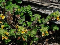 Euphrasia nankotaizanensis (Euphrasia nankotaizanensis)