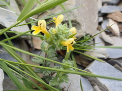 Euphrasia nankotaizanensis (Euphrasia nankotaizanensis)