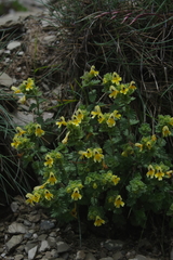 Euphrasia nankotaizanensis (Euphrasia nankotaizanensis)