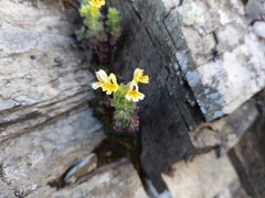 Euphrasia nankotaizanensis (Euphrasia nankotaizanensis)