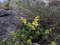 Euphrasia nankotaizanensis (Euphrasia nankotaizanensis)