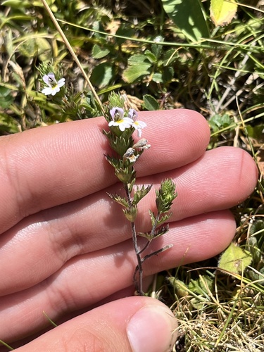 Common eyebright (Euphrasia nemorosa)