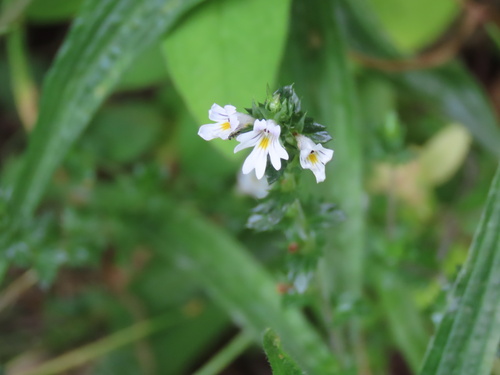 Common eyebright (Euphrasia nemorosa)