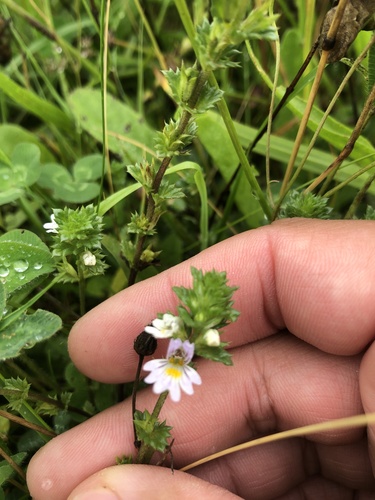 Common eyebright (Euphrasia nemorosa)
