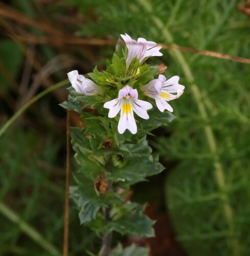 Common eyebright (Euphrasia nemorosa)