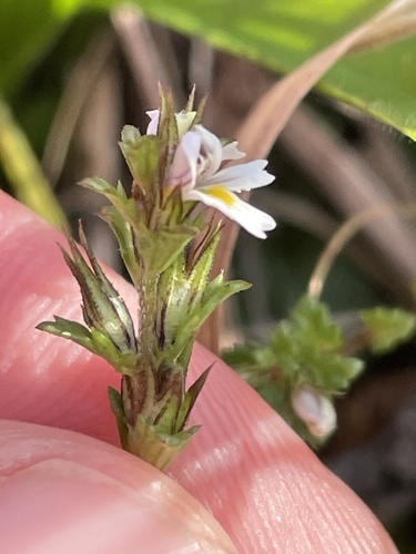 Common eyebright (Euphrasia nemorosa)