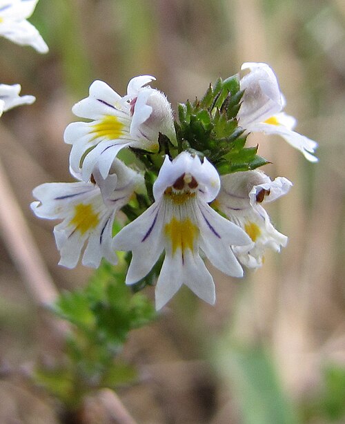Common eyebright (Euphrasia nemorosa)