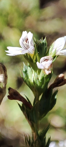 Common eyebright (Euphrasia nemorosa)