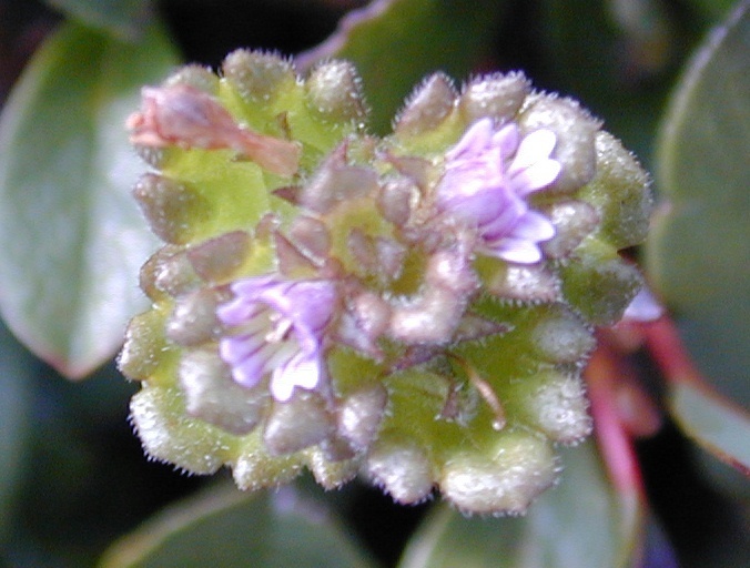 Oakes' eyebright (Euphrasia oakesii)