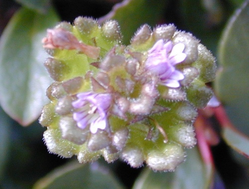 Oakes' eyebright (Euphrasia oakesii)