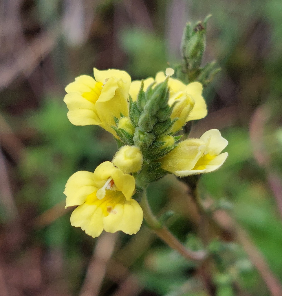 Euphrasia orthocheila (Euphrasia orthocheila)