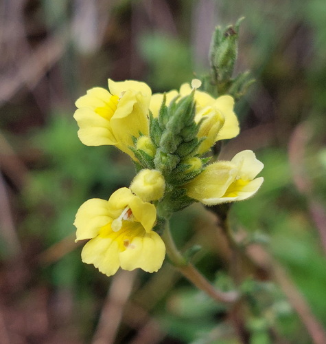 Euphrasia orthocheila (Euphrasia orthocheila)