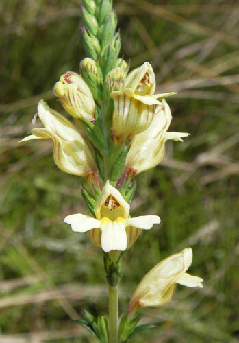 Euphrasia orthocheila (Euphrasia orthocheila)