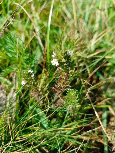 Euphrasia ossica (Euphrasia ossica)