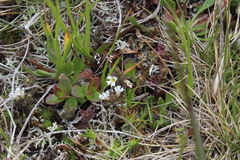 Euphrasia ossica (Euphrasia ossica)