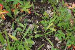 Euphrasia ossica (Euphrasia ossica)