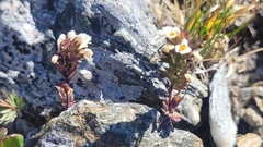 Euphrasia ossica (Euphrasia ossica)