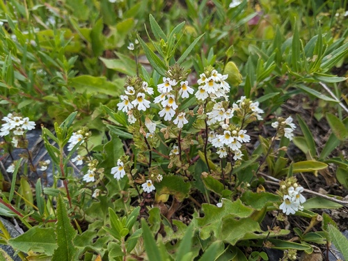 Euphrasia ossica (Euphrasia ossica)