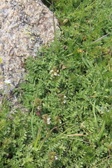 Euphrasia ossica (Euphrasia ossica)