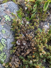 Euphrasia ossica (Euphrasia ossica)
