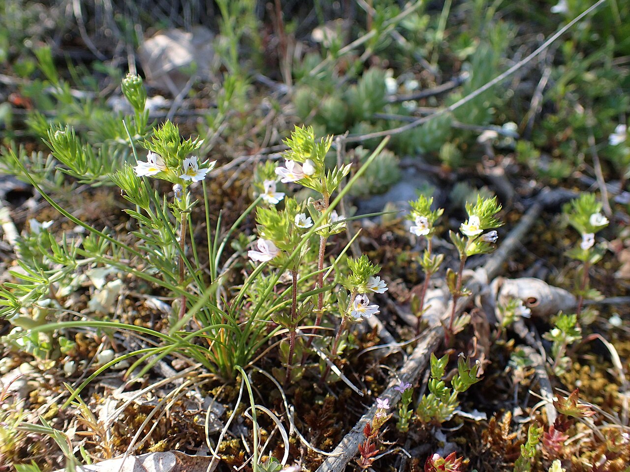 Euphrasia pectinata: Euphrasia pectinata Ten. observée à Cornus (12, France) dans une pelouse sur le Plateau de Guilhaumard, Montservier